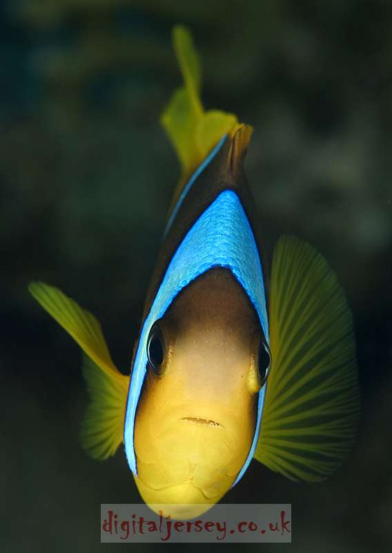 Red Sea Anemone Fish