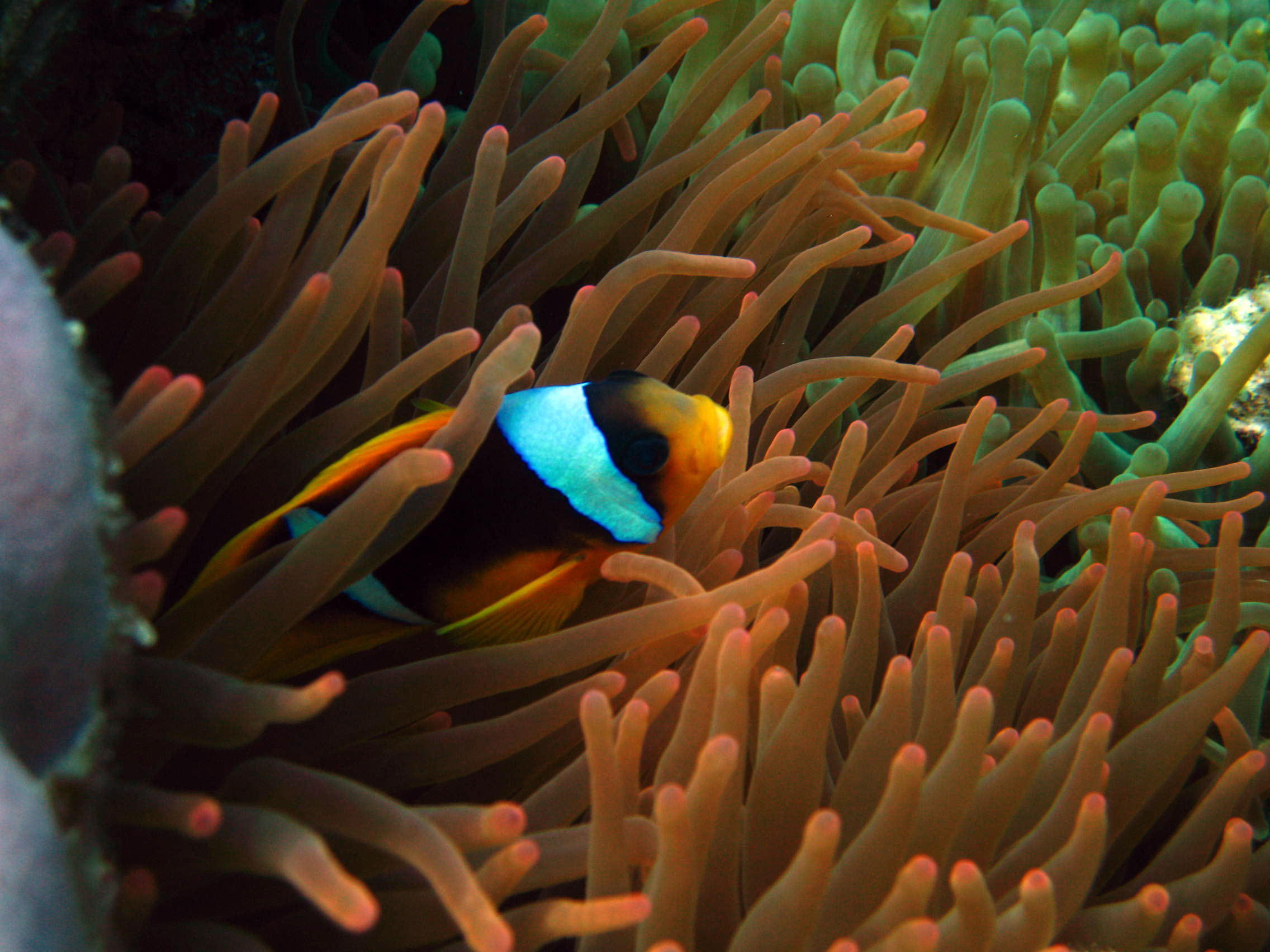 Red sea anemonefish