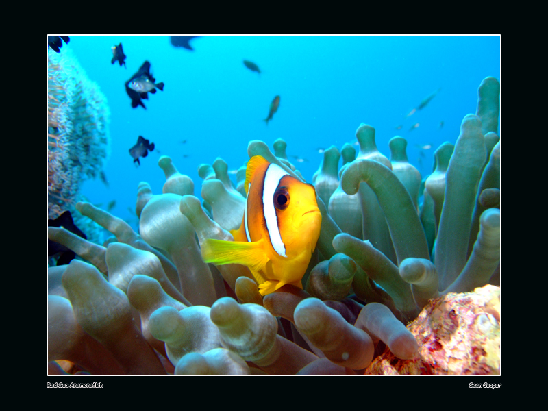 Red Sea Anemonefish