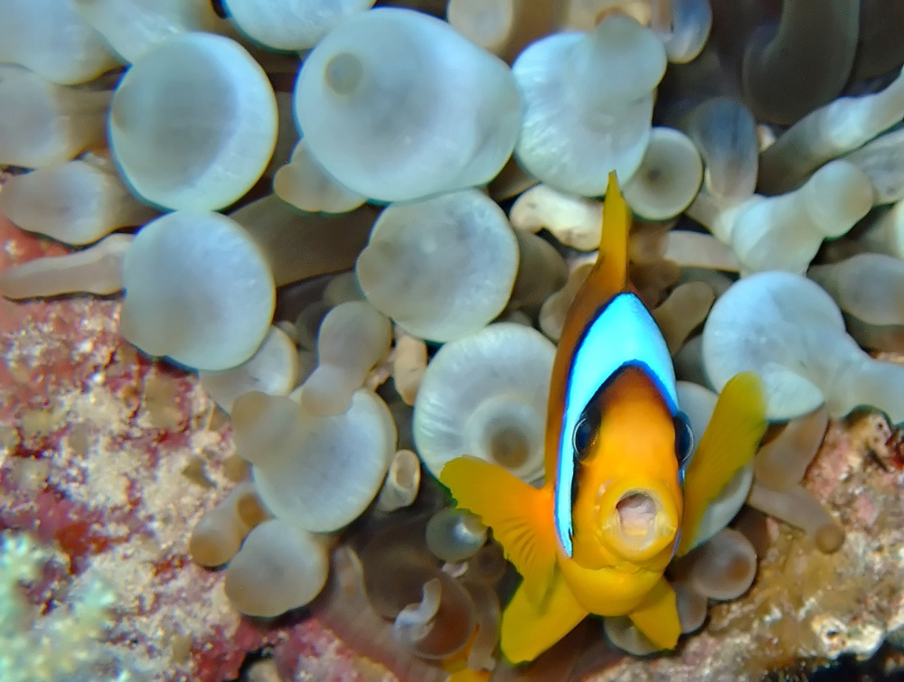 Red Sea Anemonefish