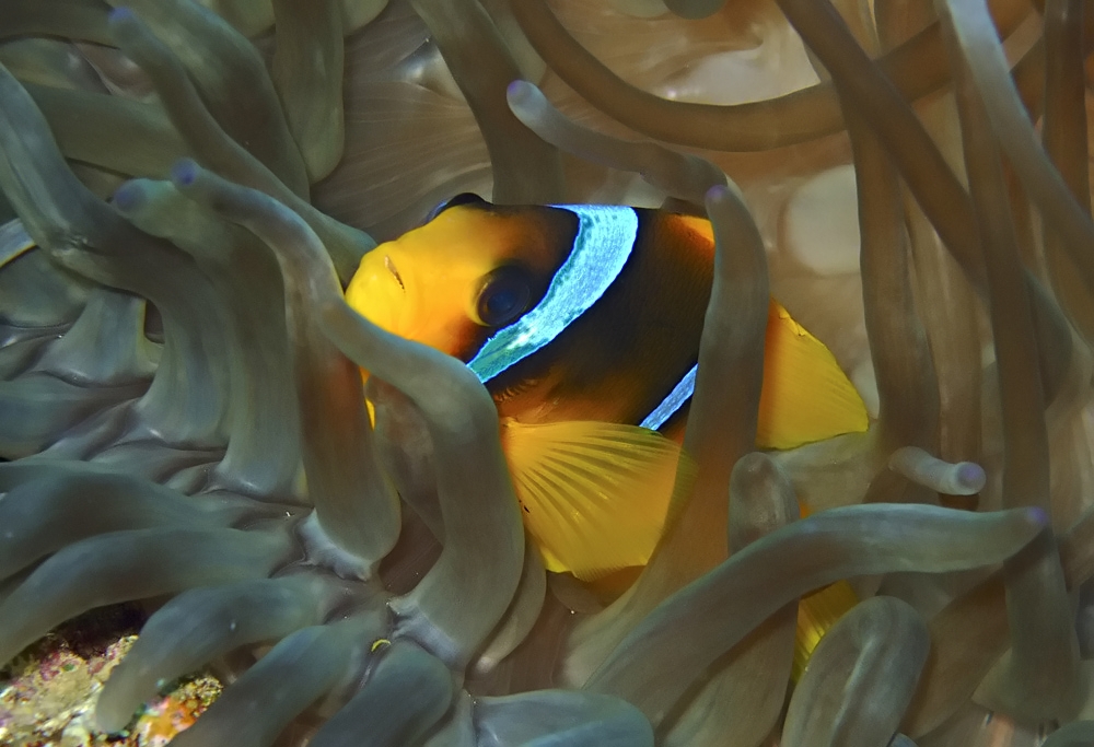 Red Sea Anemonefish