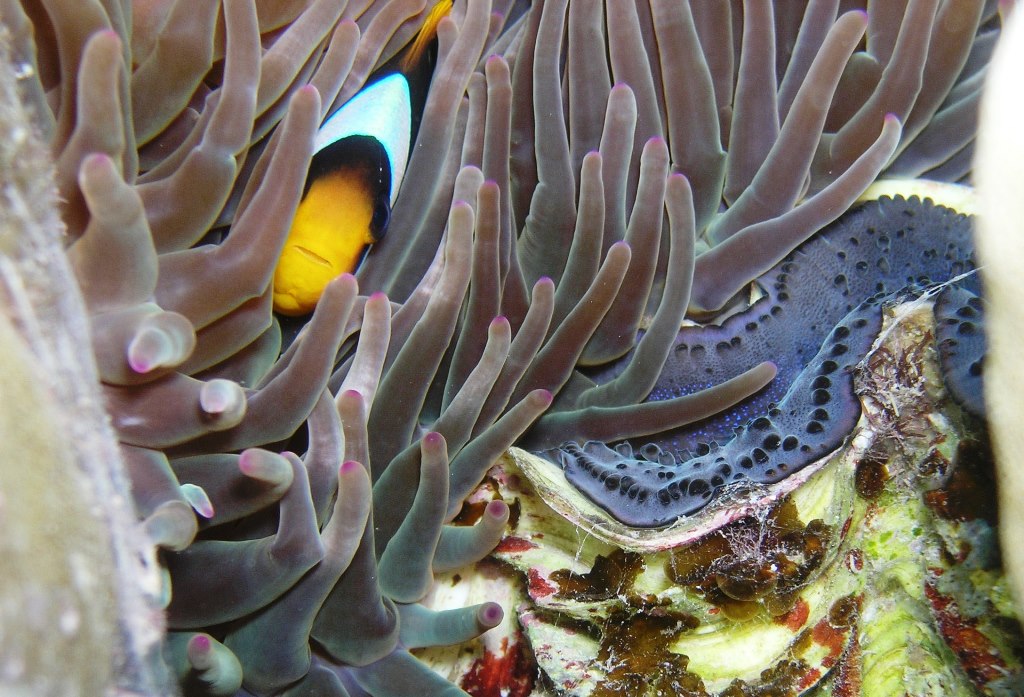 Red Sea Anemonefish1