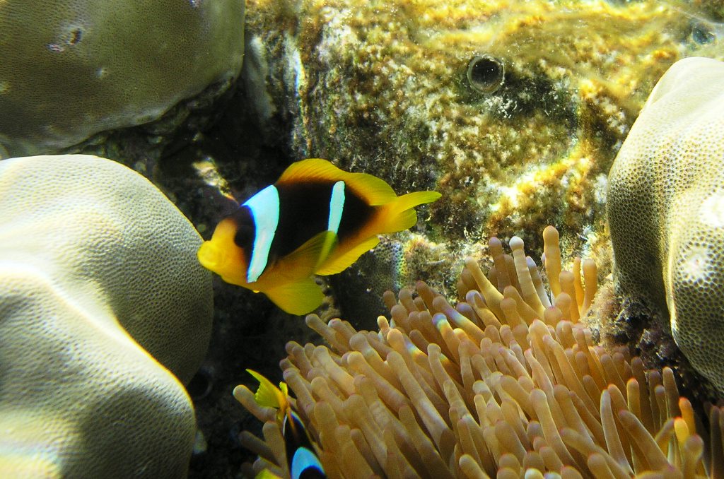 Red Sea-Anemonefish2