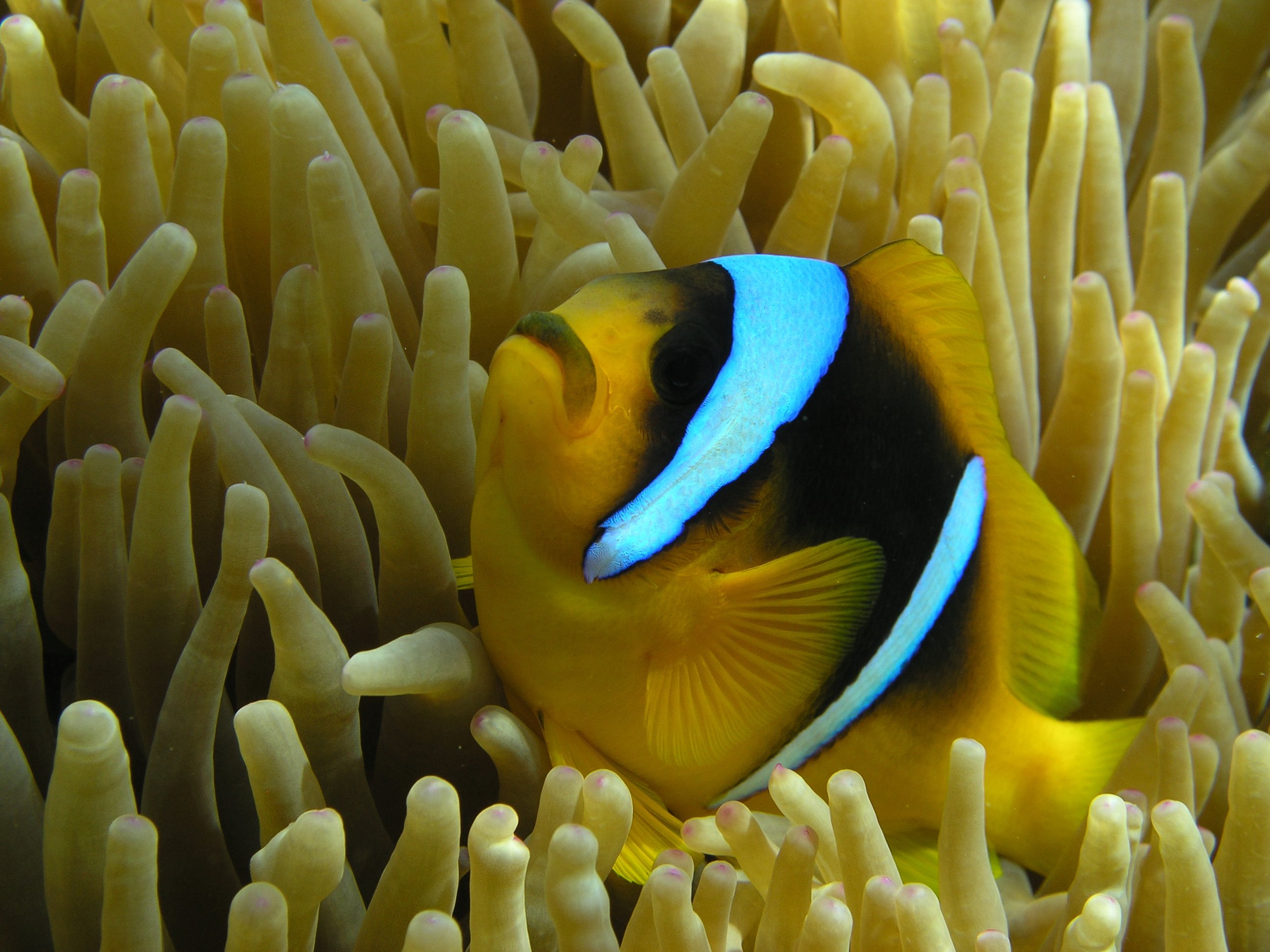 Red sea anenome fish