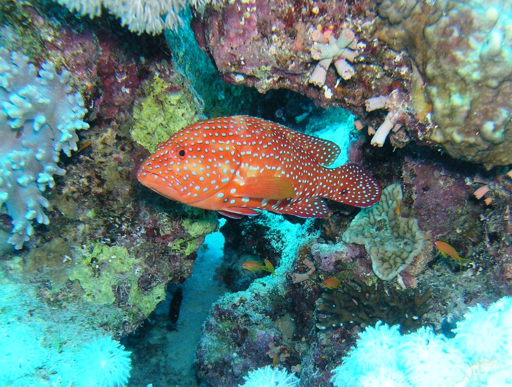 Red Sea-Coral Grouper