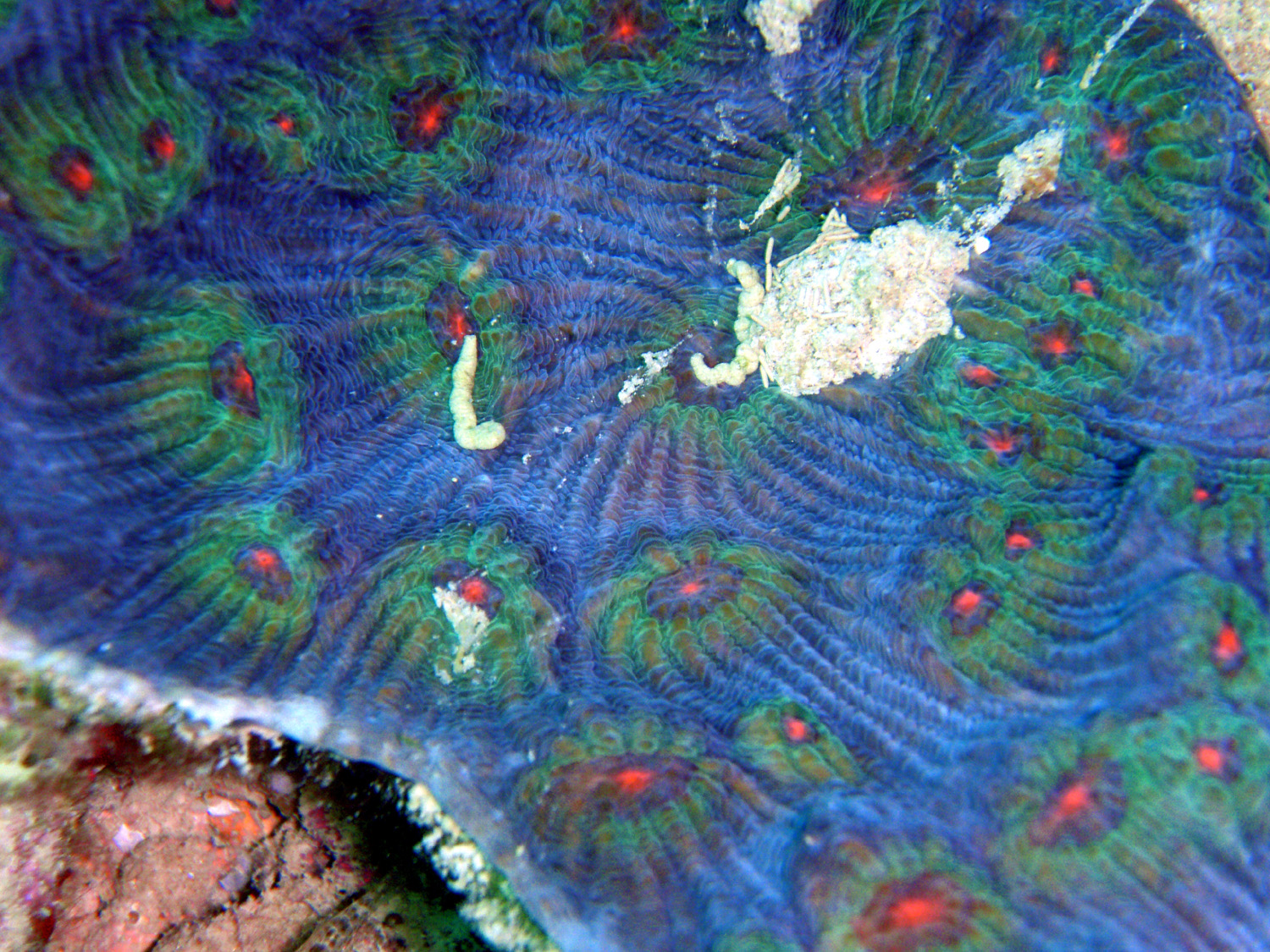 Red sea coral