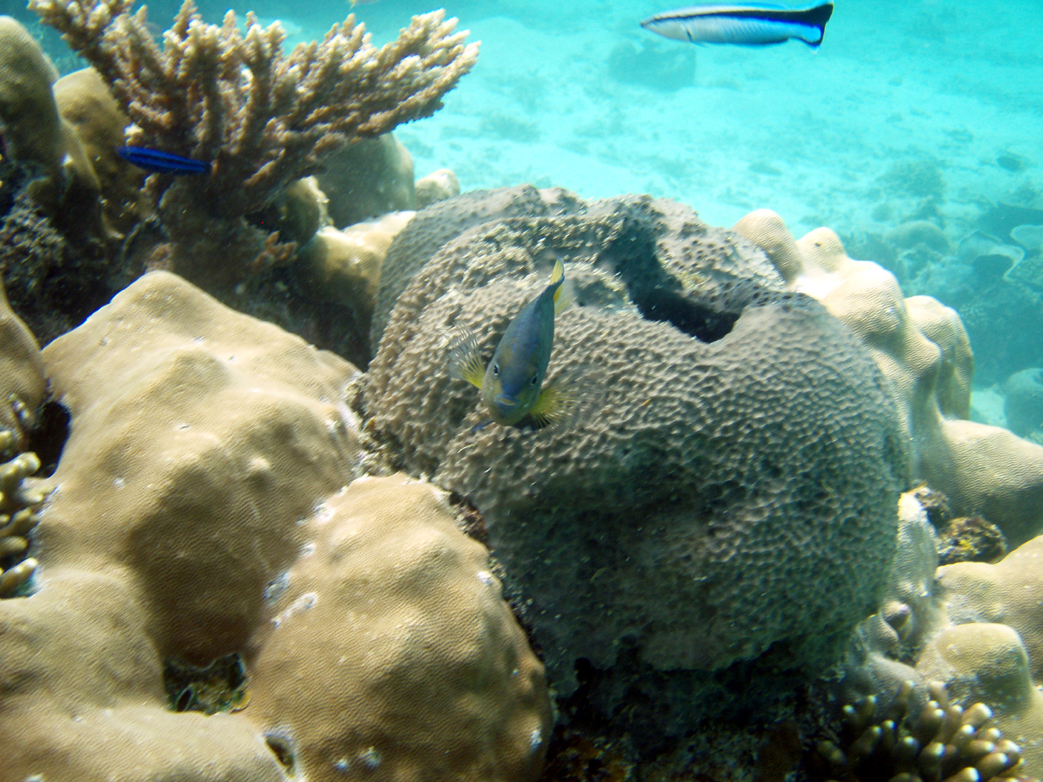 red sea coral