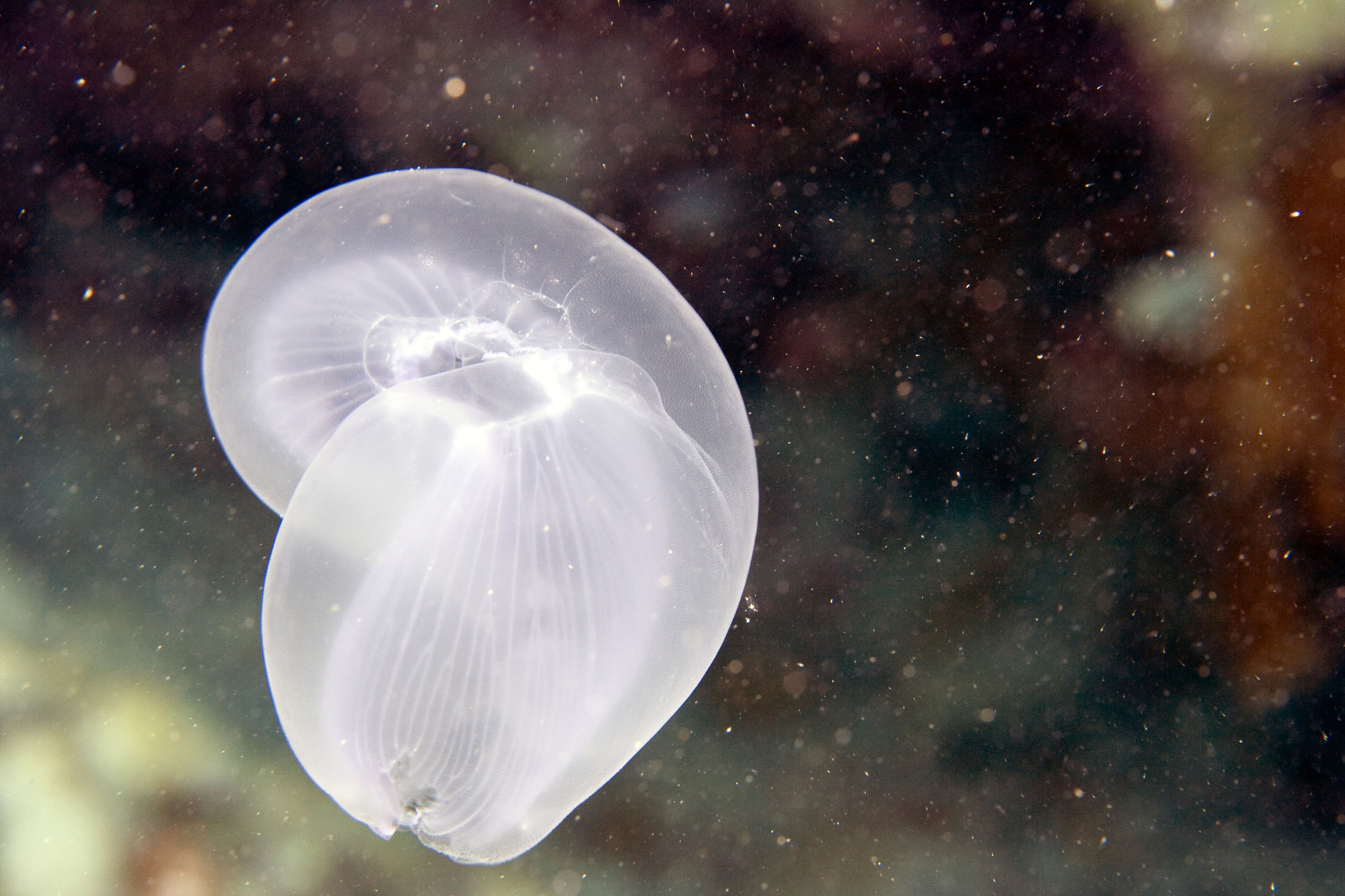 Red Sea, Eila, Jellyfish