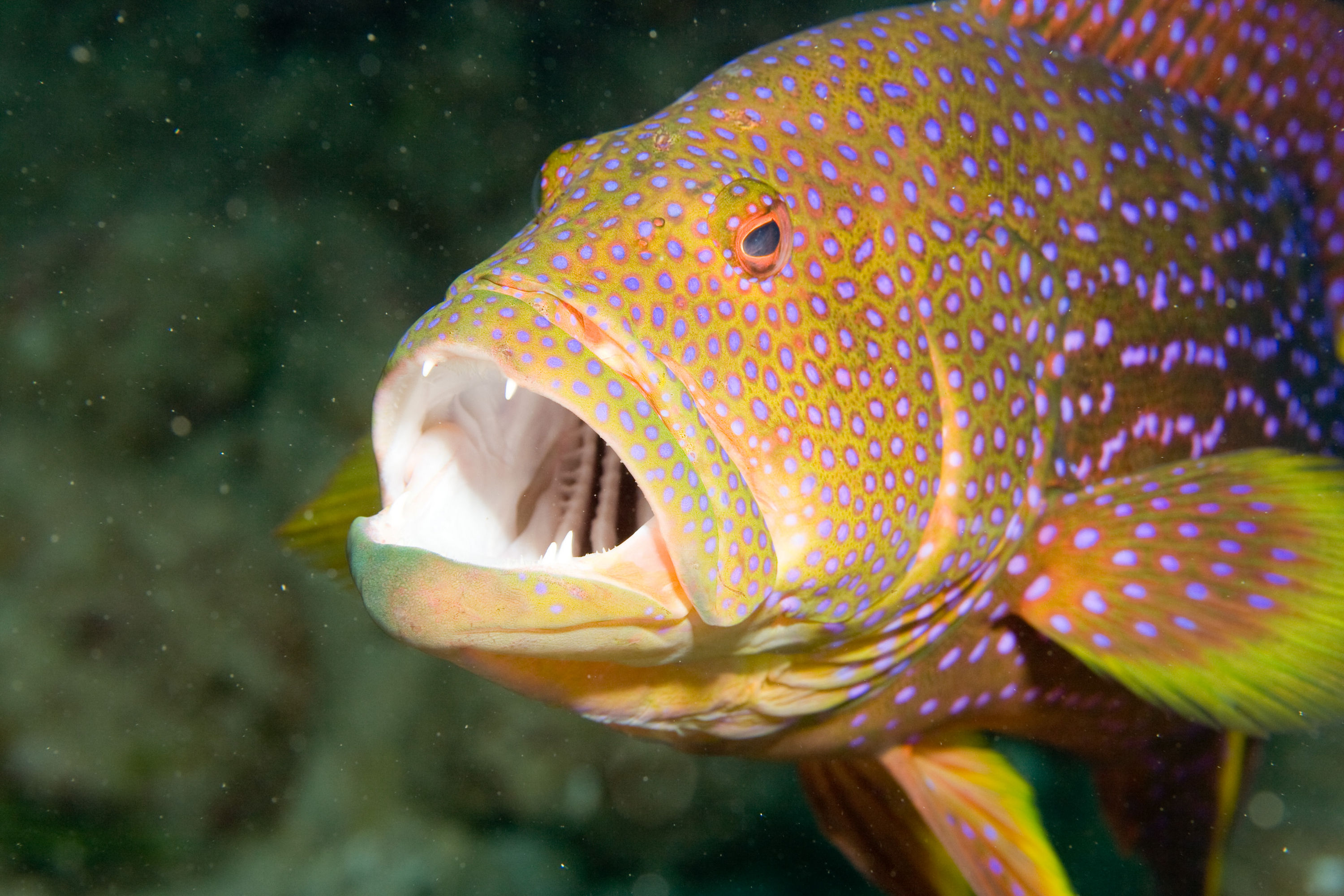 Red Sea, Eilat, grouper at the cleaning station