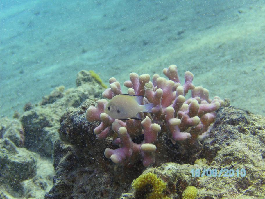 Red Sea, Eilat