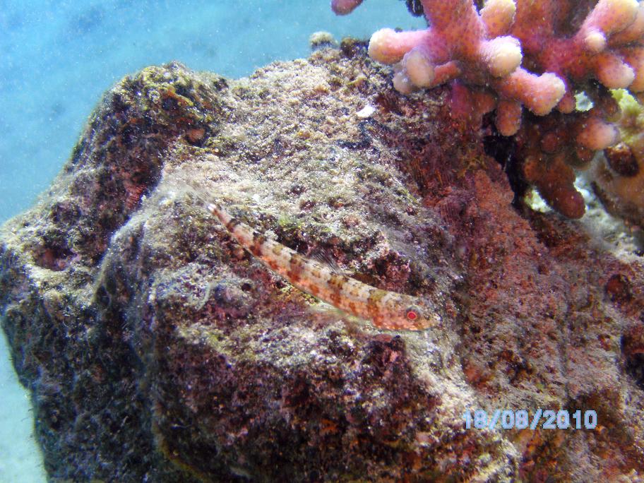 Red Sea, Eilat