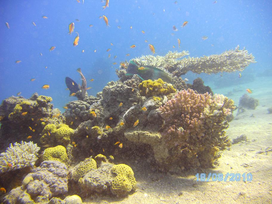 Red Sea, Eilat