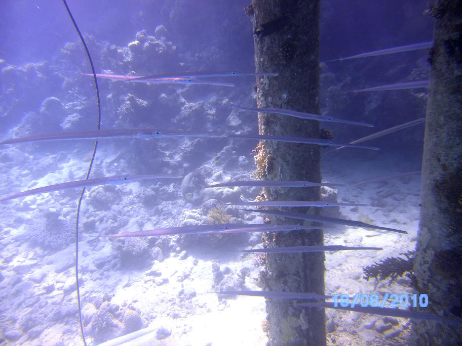 Red Sea, Eilat