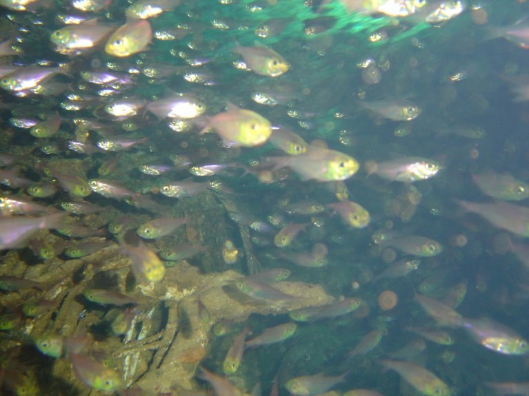 Red Sea glass fish