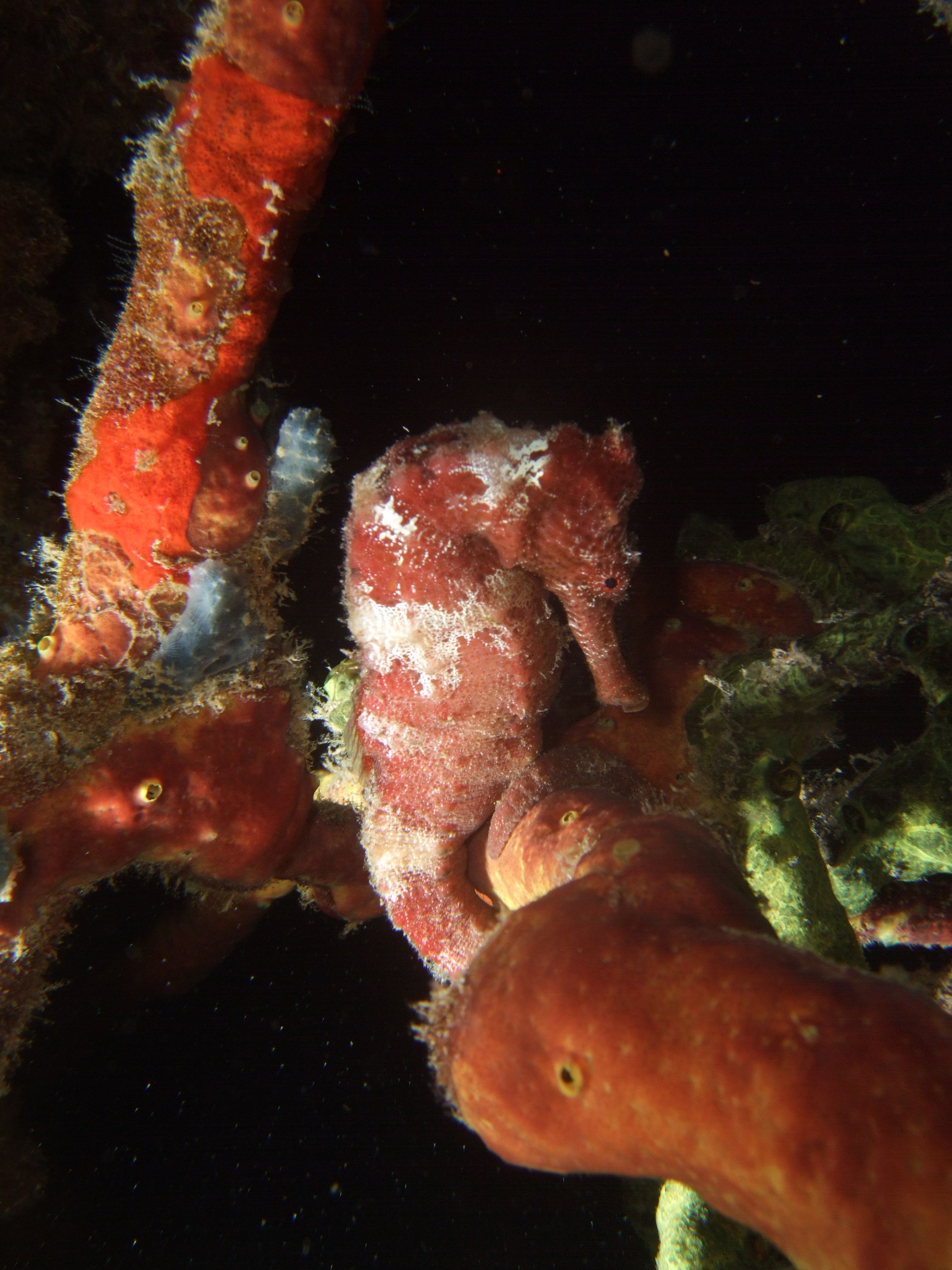 red sea horse