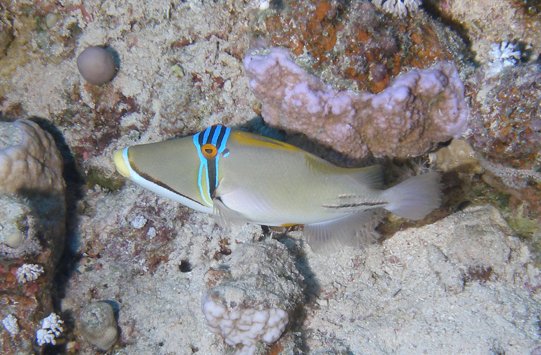 Red Sea Picasso Triggerfish