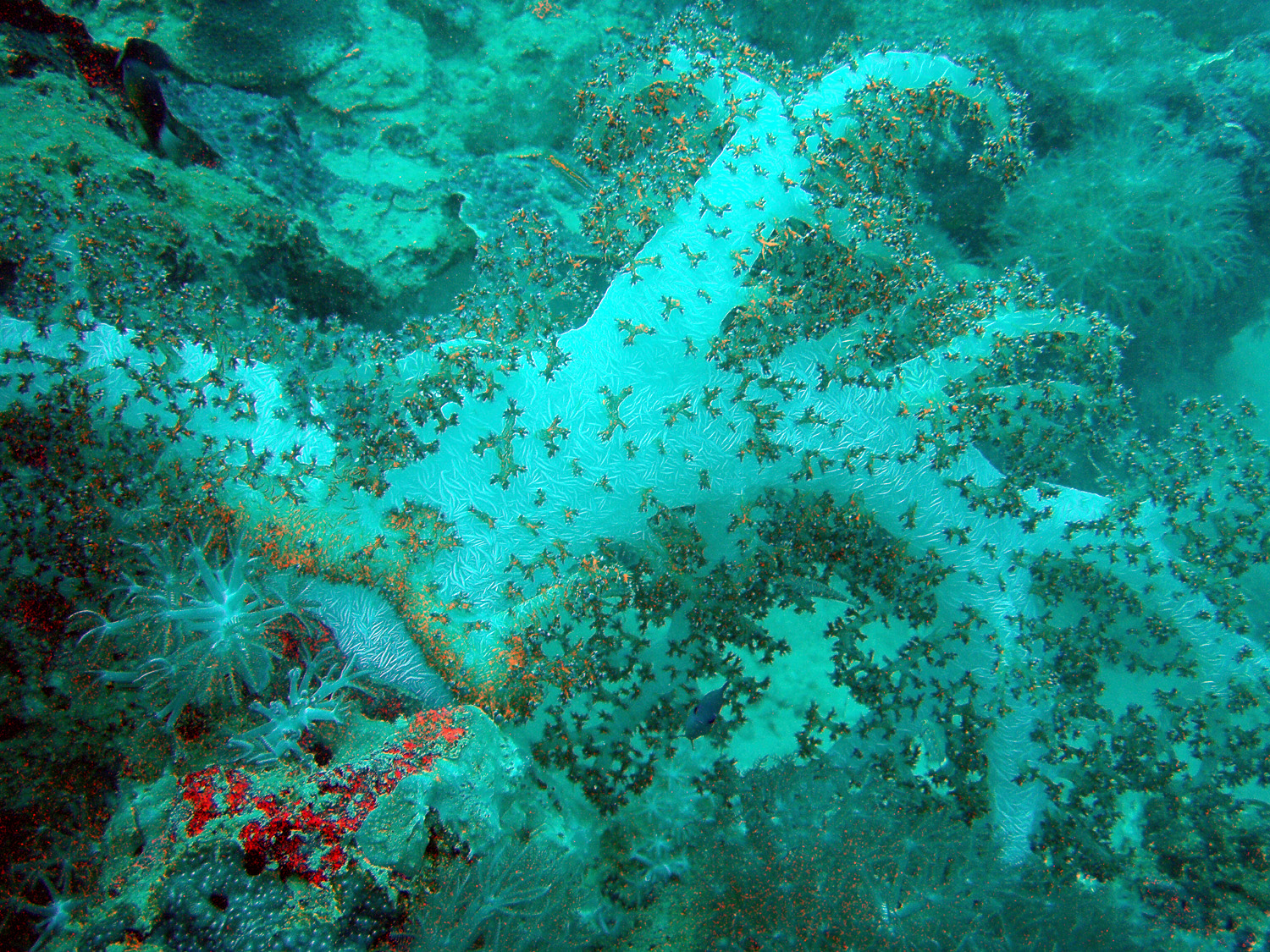 Red sea plants