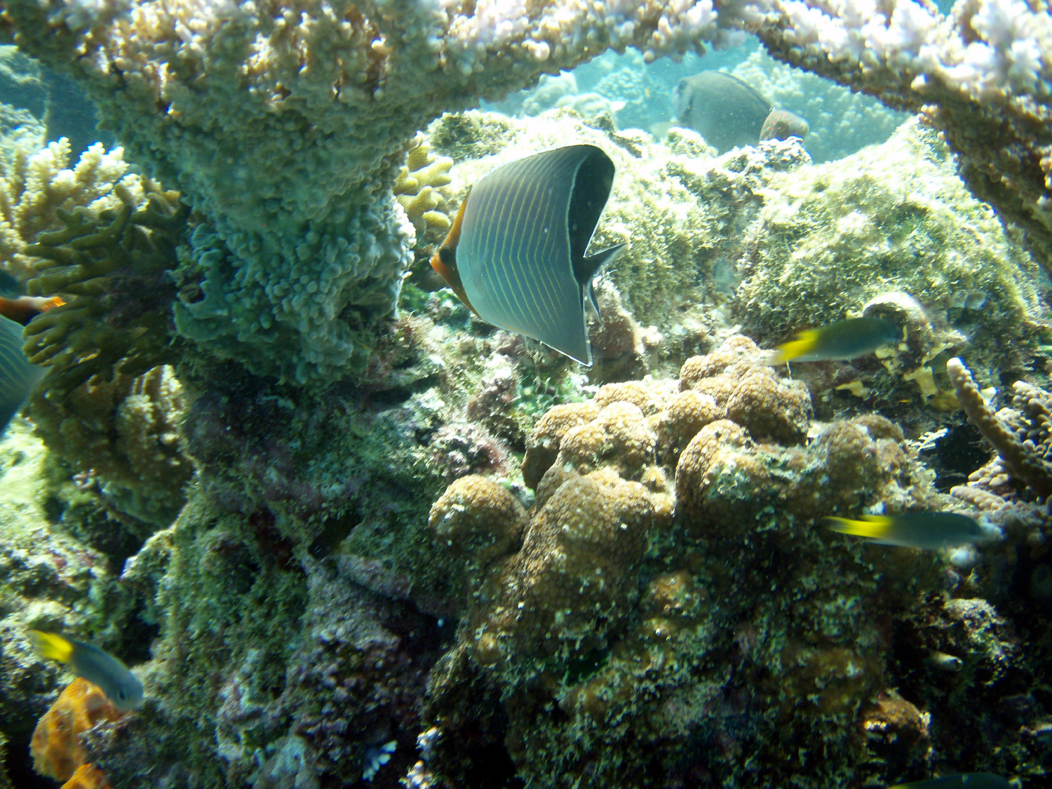 red sea - saudi arabia