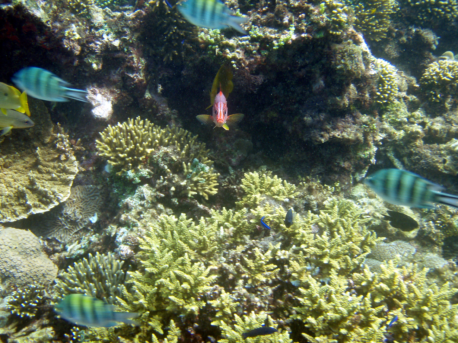 red sea - saudi arabia