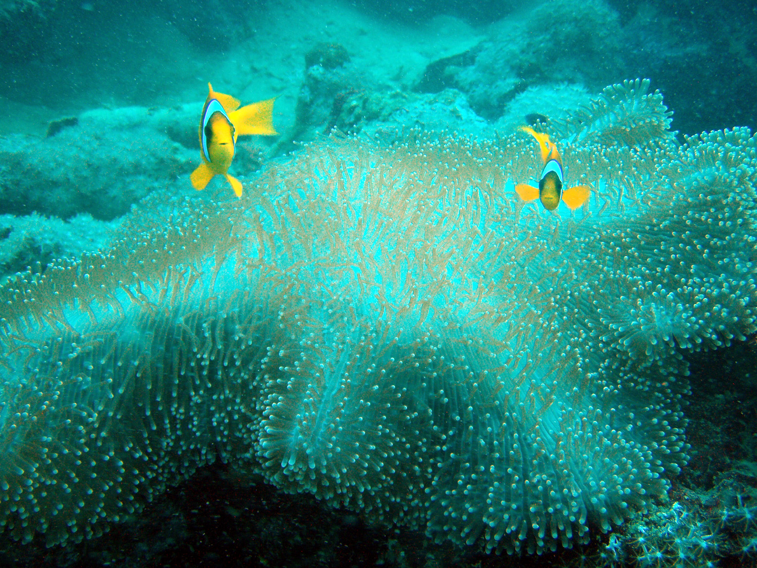 Red sea-saudi arabia