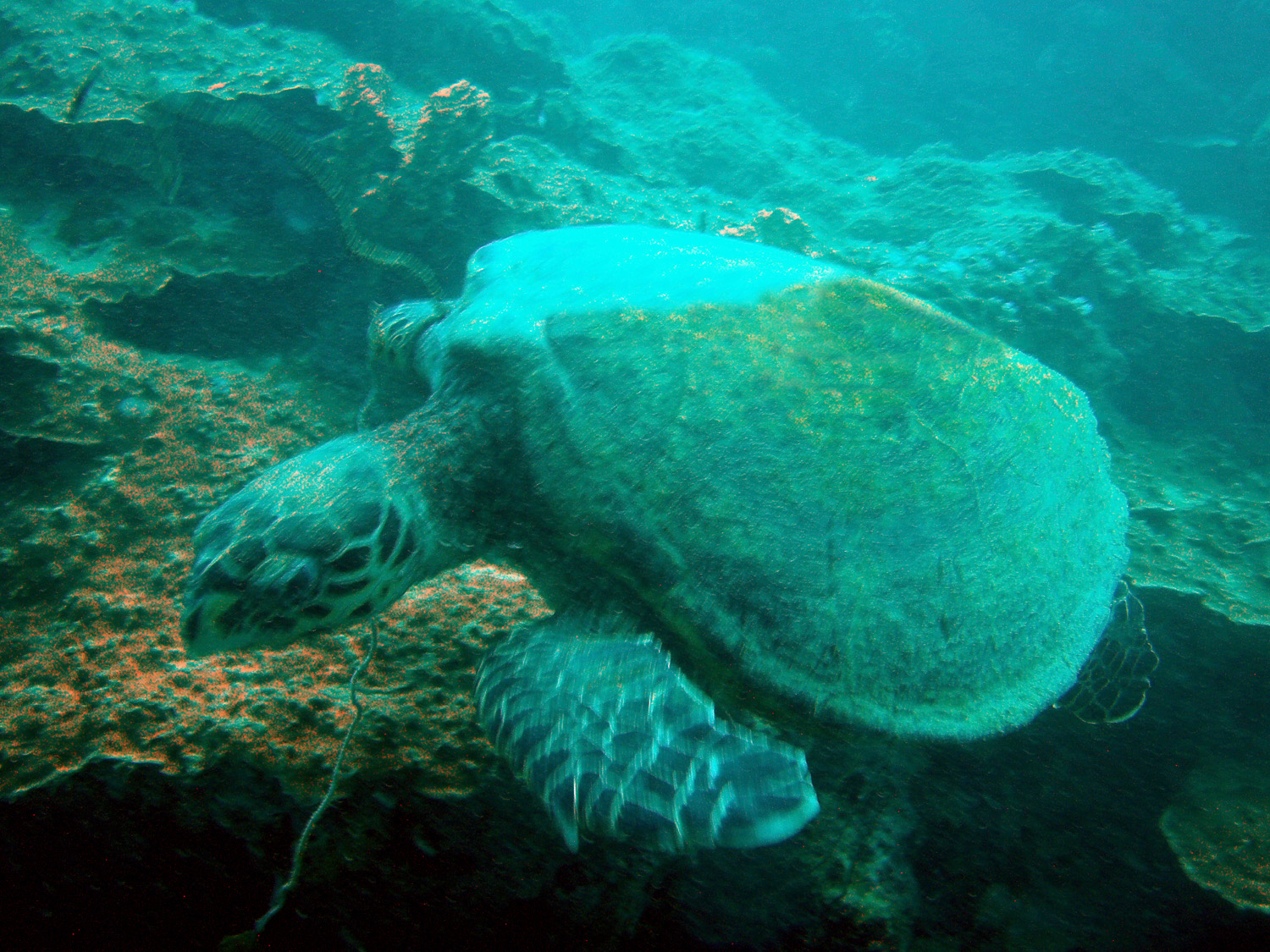 red sea-saudi arabia