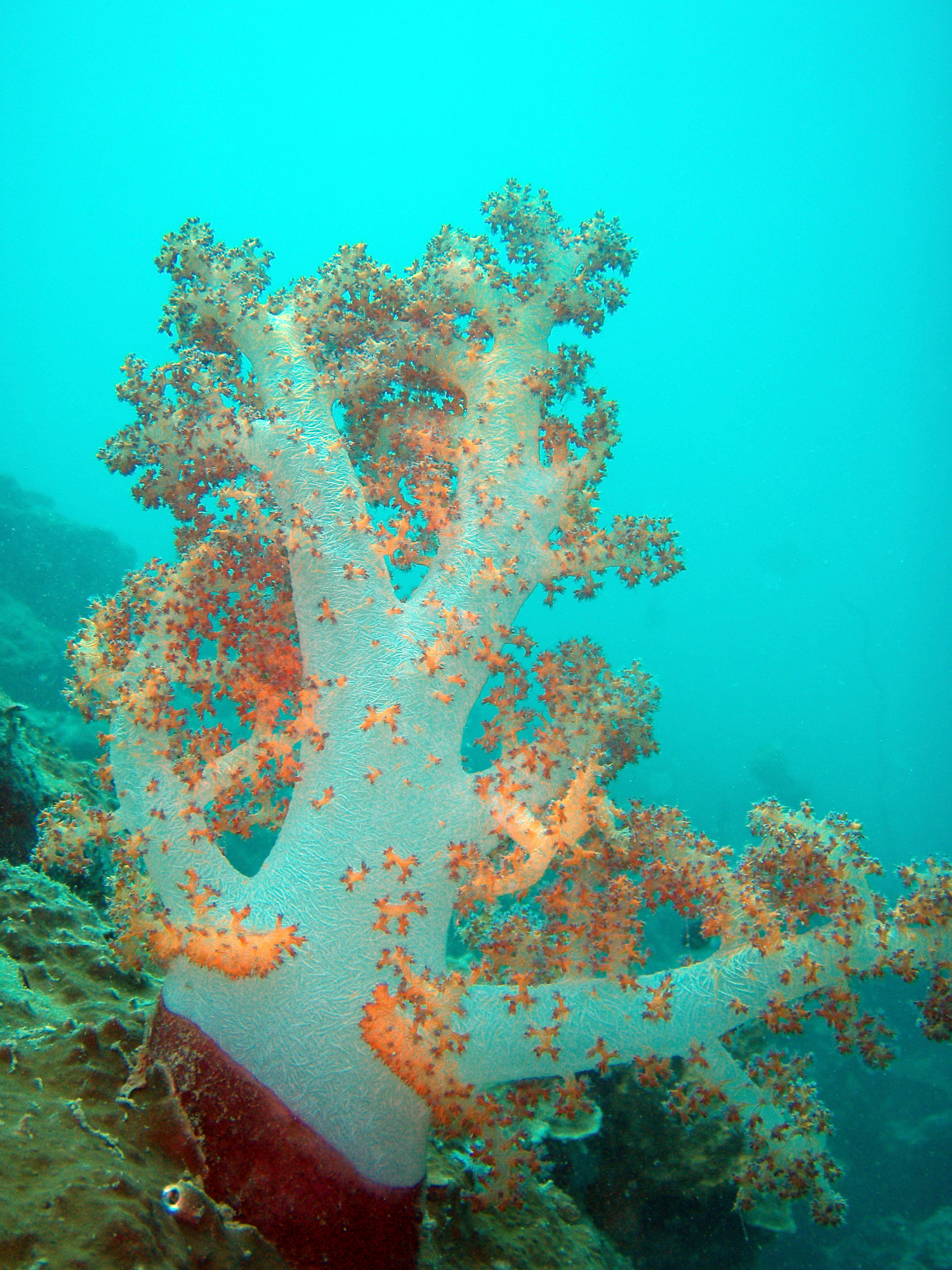 red sea-saudi arabia