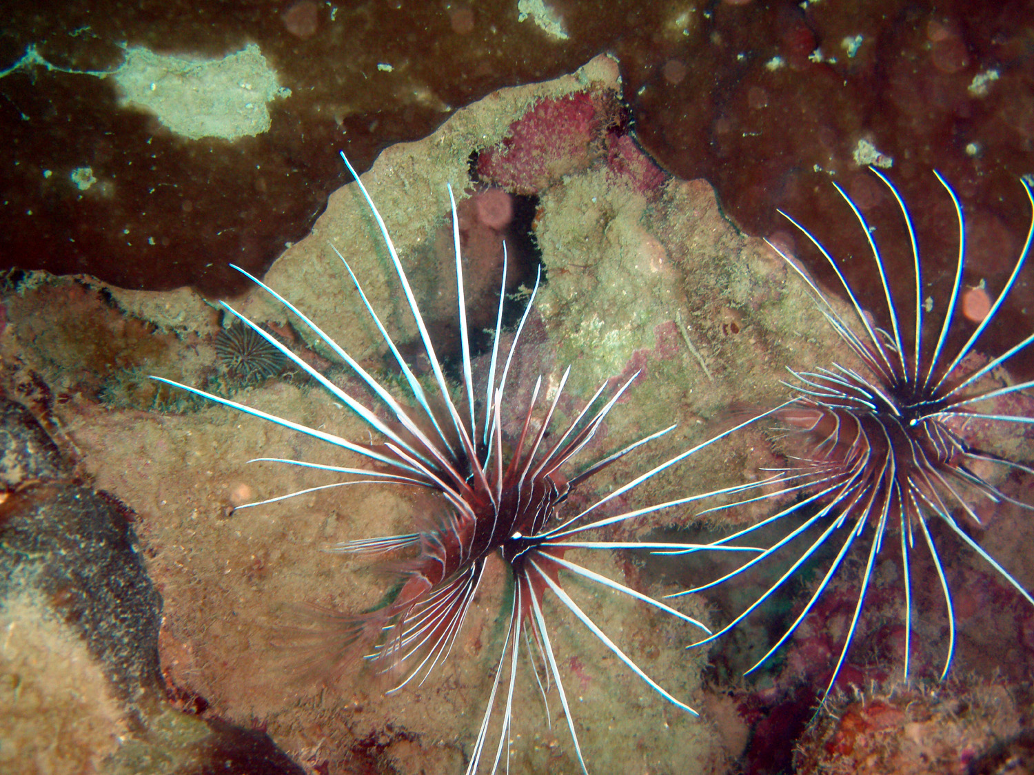 red sea-saudi arabia