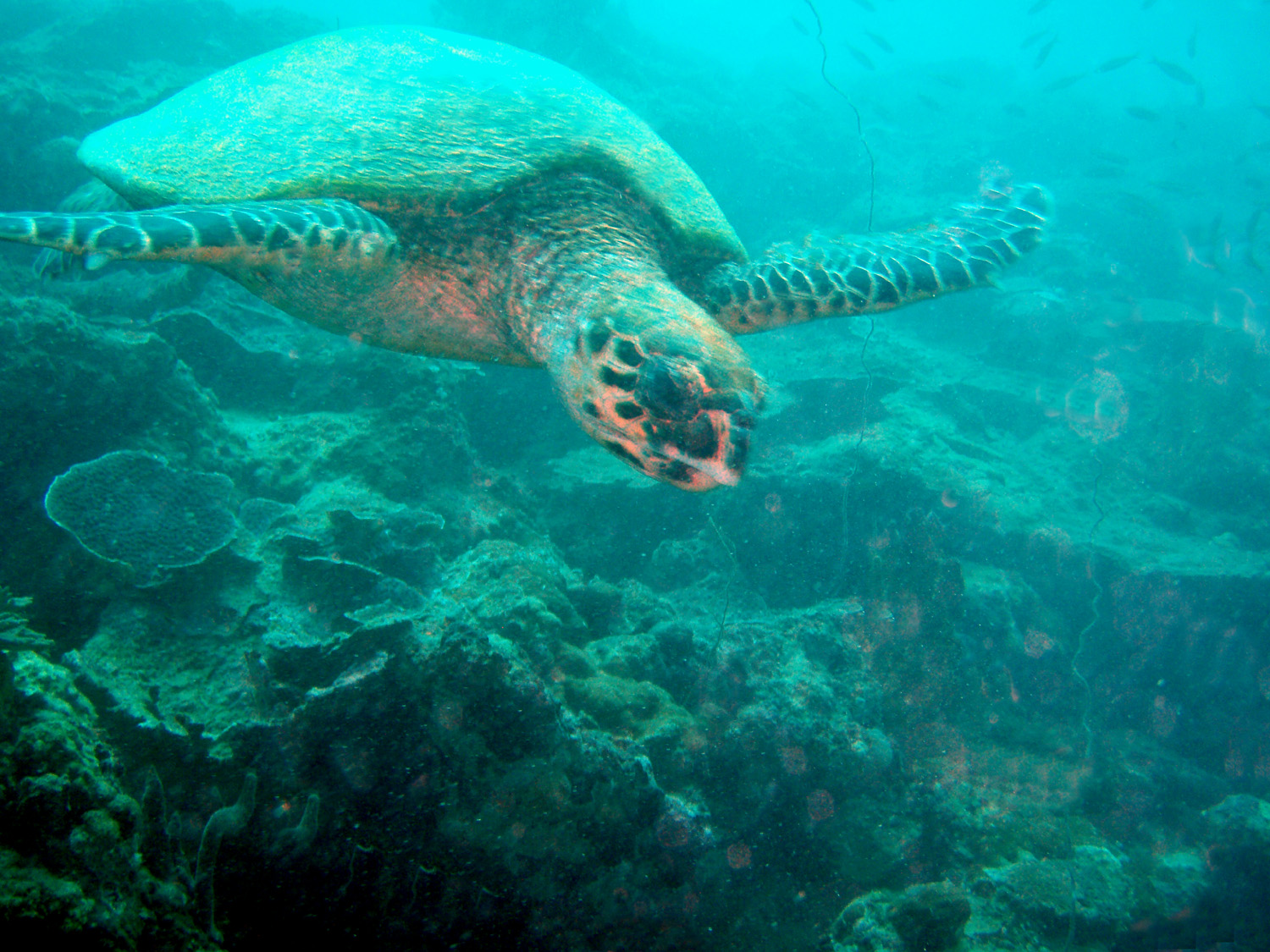 red sea-saudi arabia