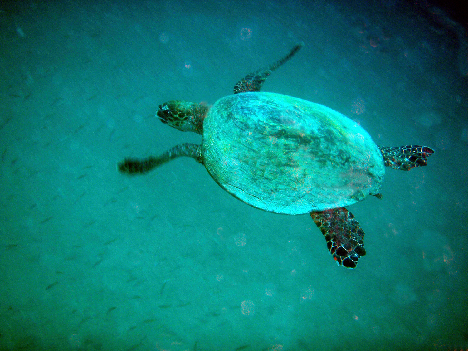 red sea-saudi arabia