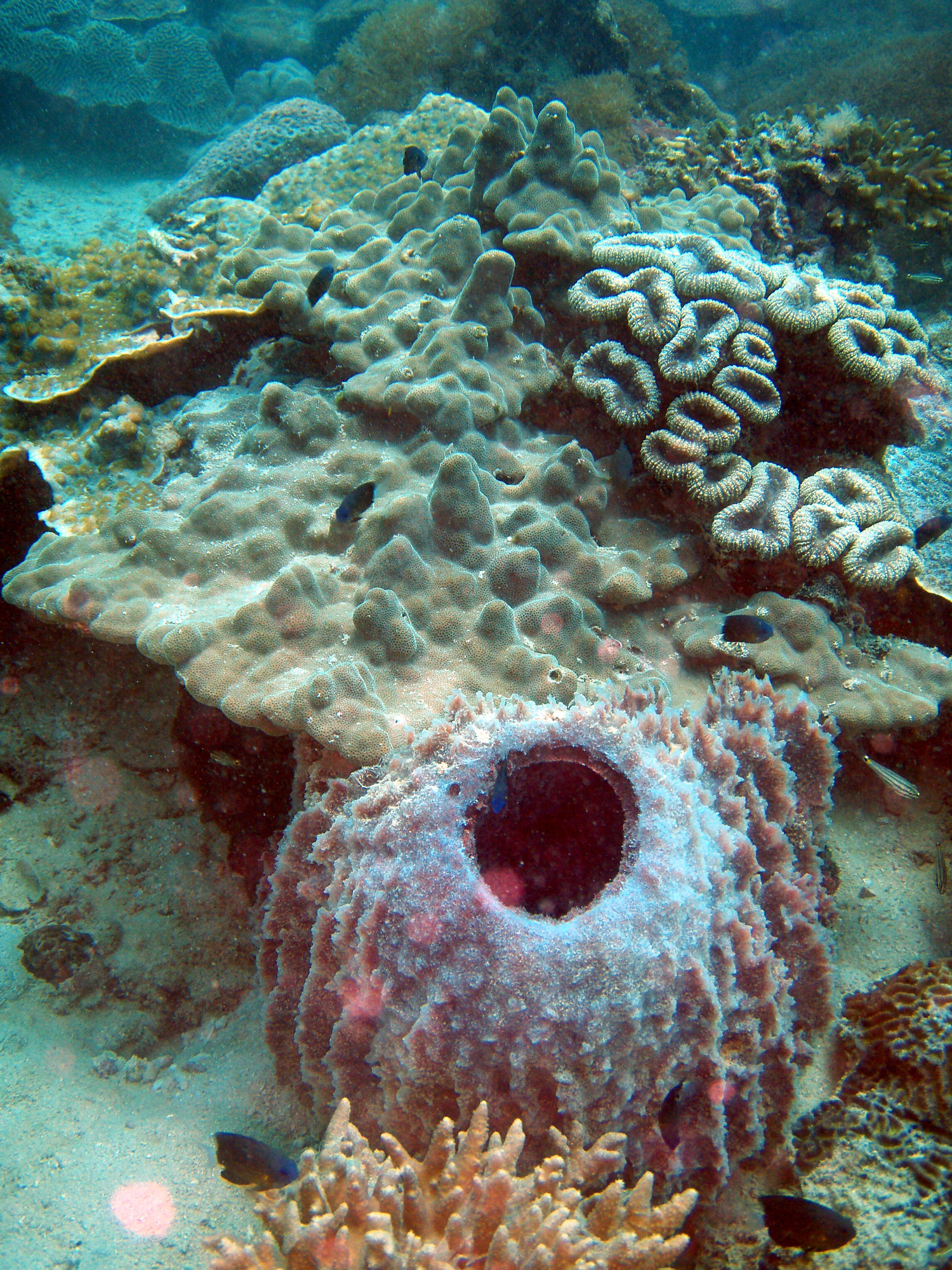 red sea-saudi arabia