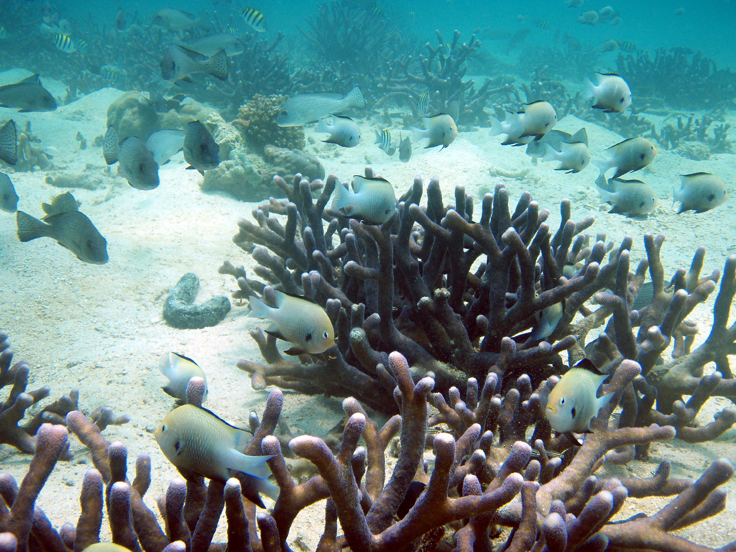 red sea-saudi arabia