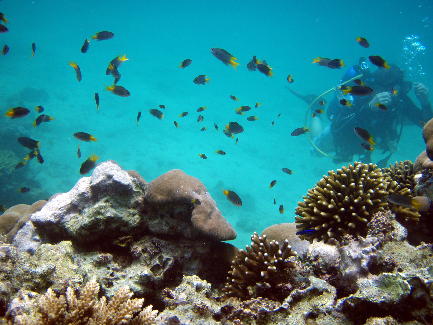 red sea-saudi arabia