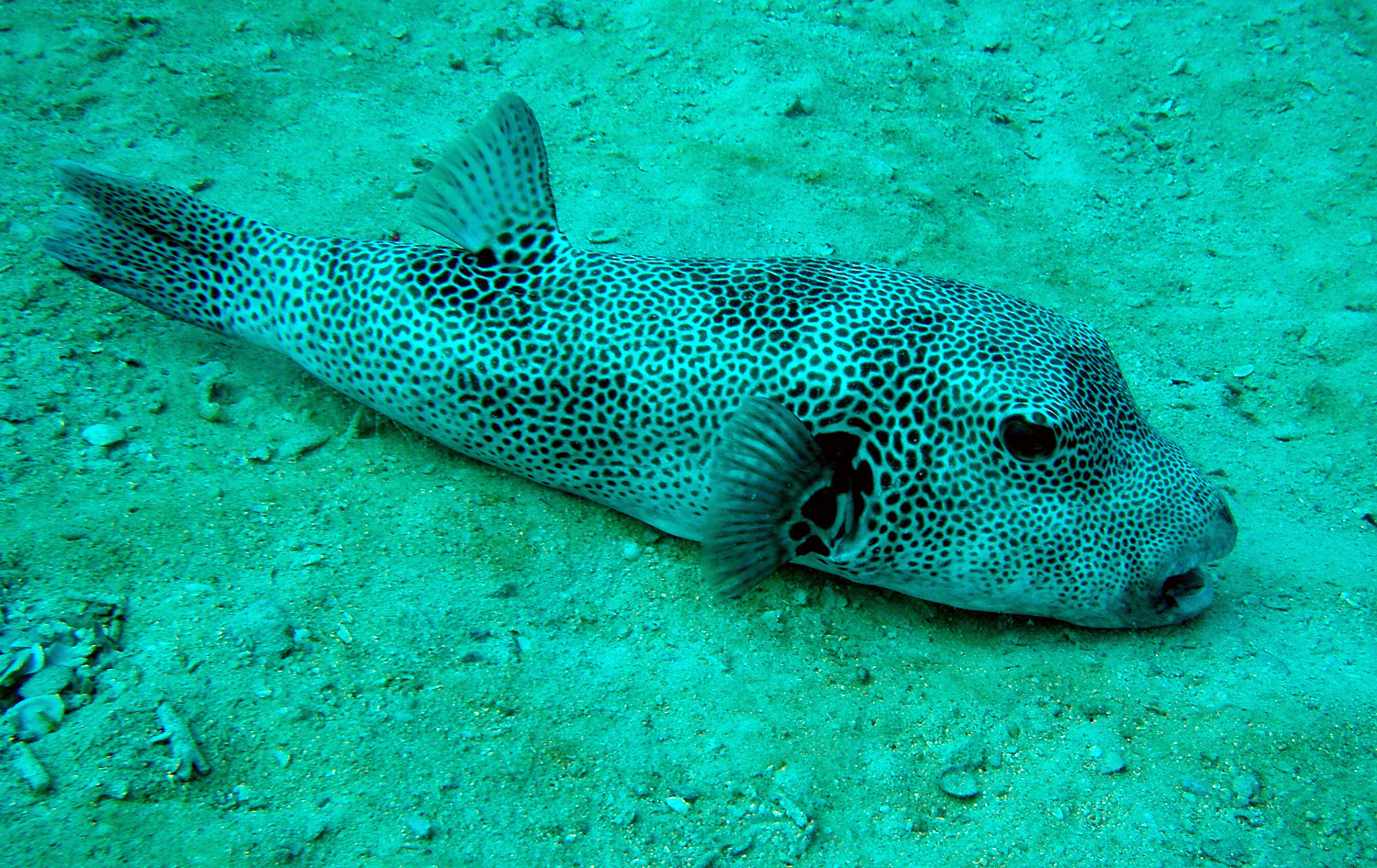 red sea-saudi arabia