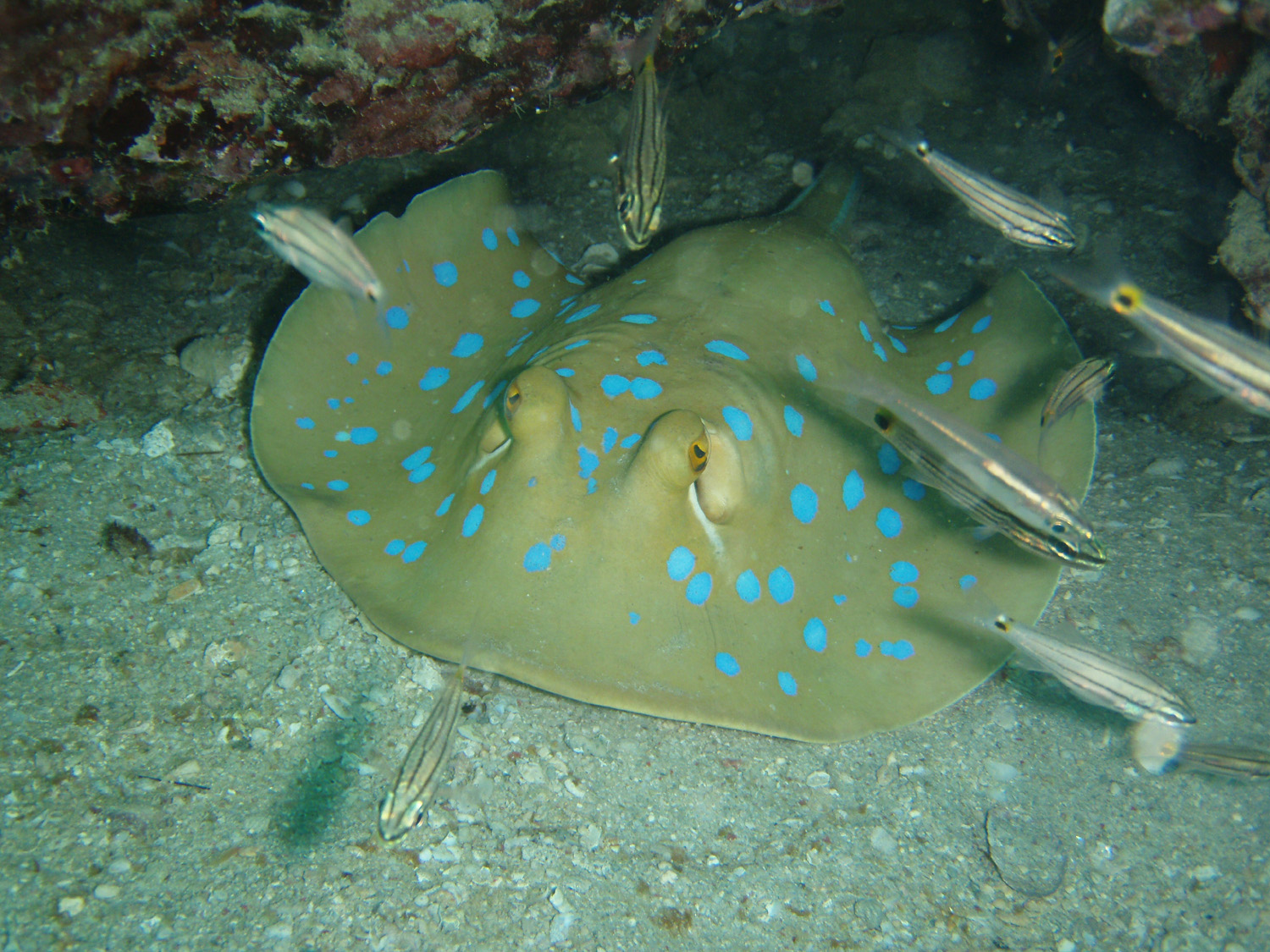 red sea-saudi arabia