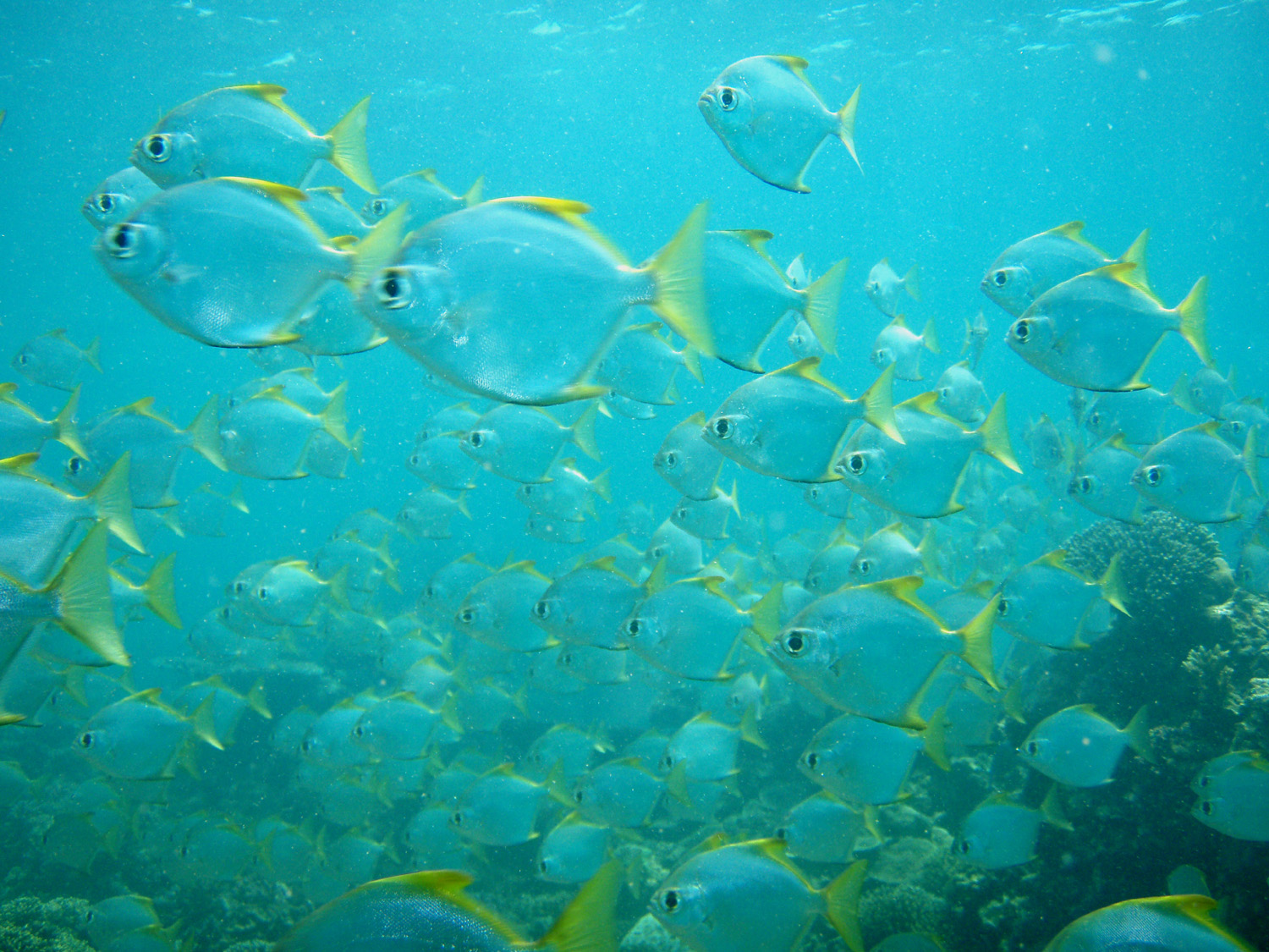 red sea-saudi arabia