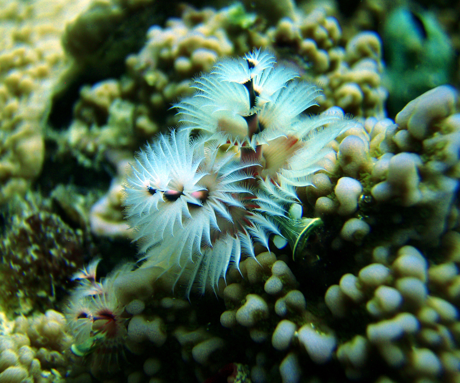 red sea-saudi arabia