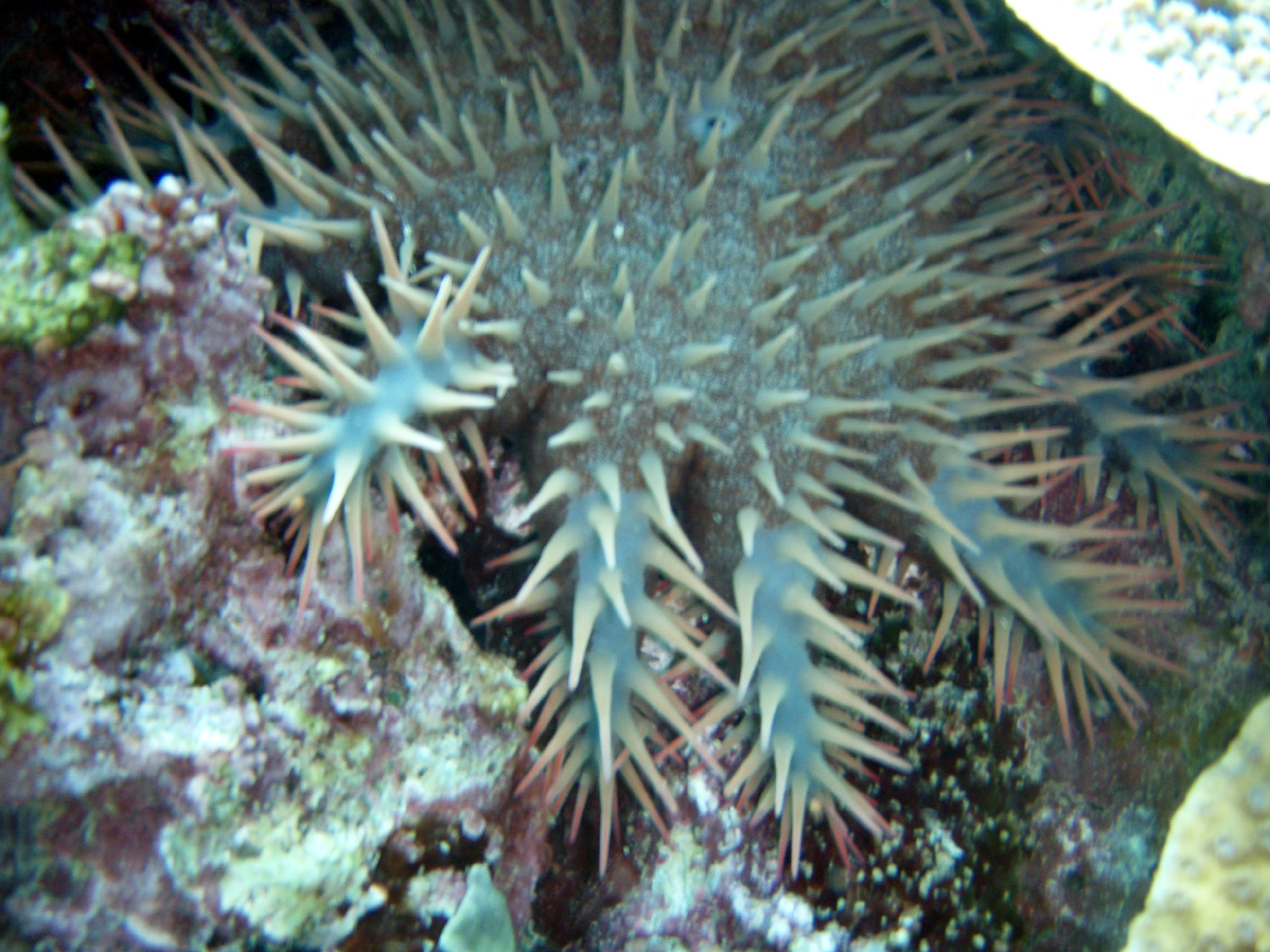 red sea-saudi arabia