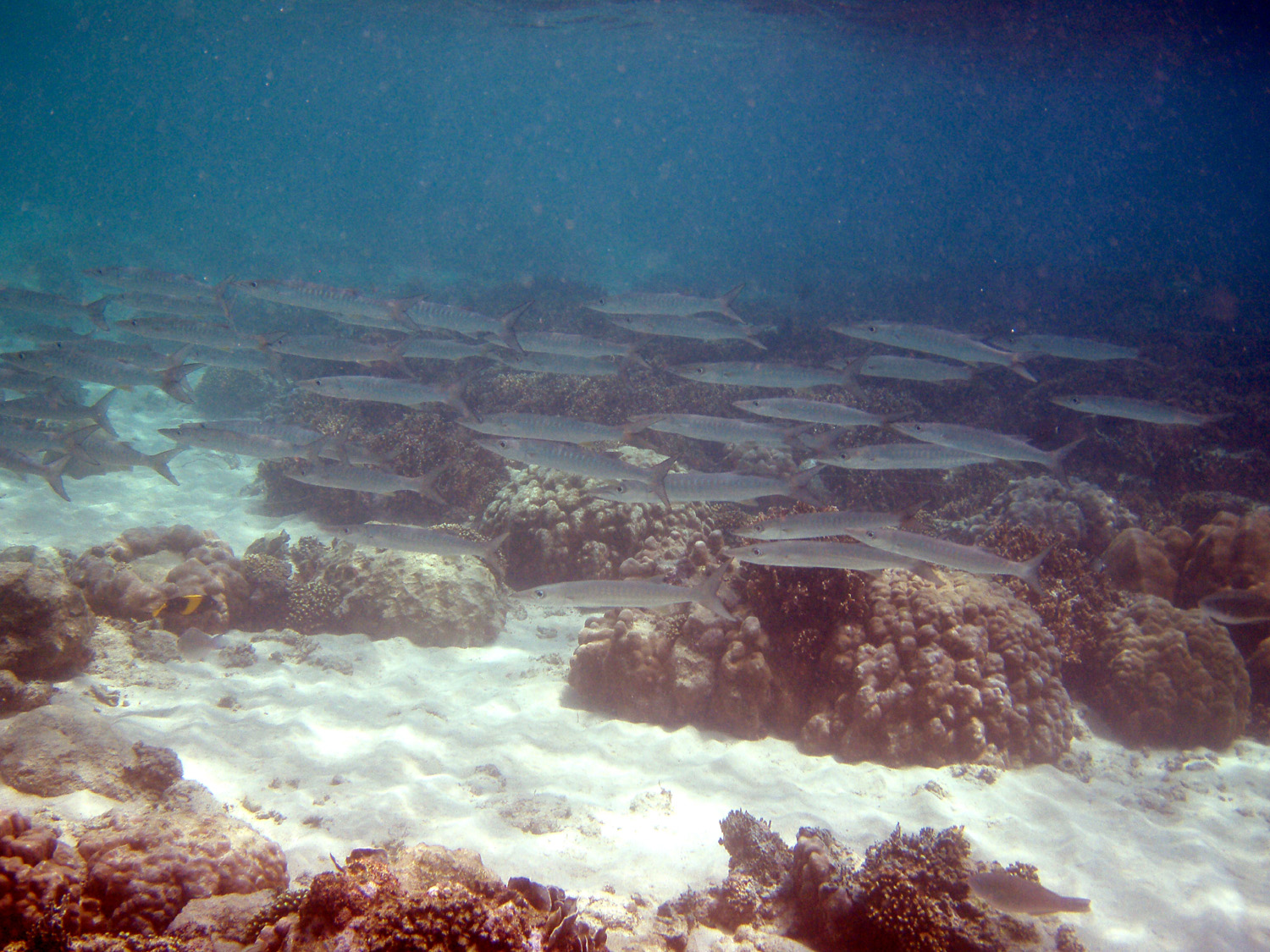 red sea-saudi arabia