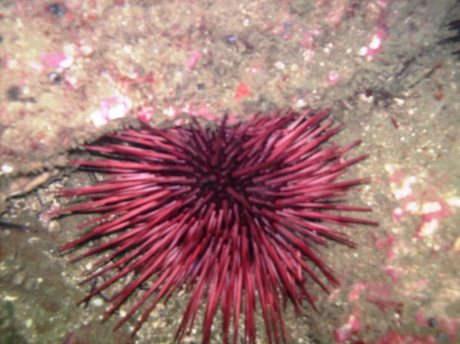 red sea urchin (Strongylocentrotus franciscanus)