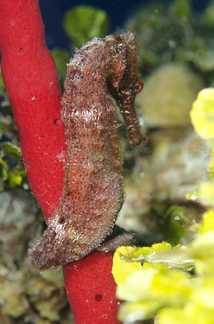 Red Seahorse