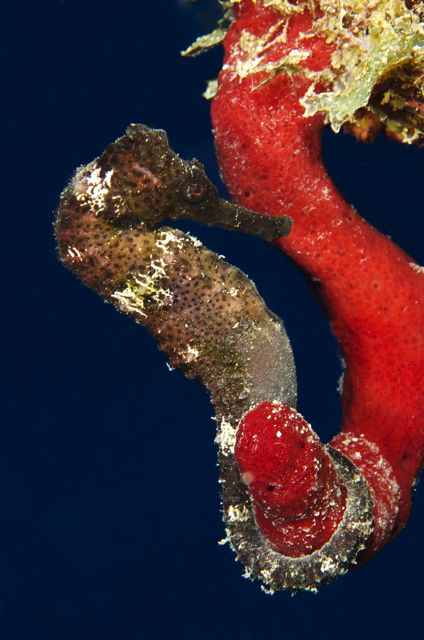 Red Seahorse