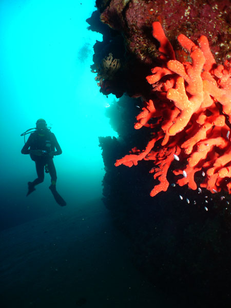 Red Sponge with diver in the background