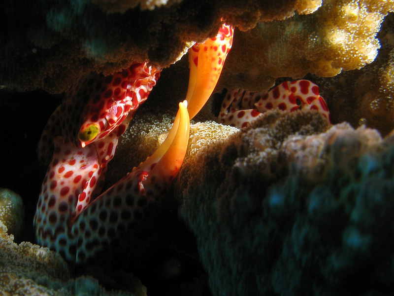 Red-spotted Guard Crab