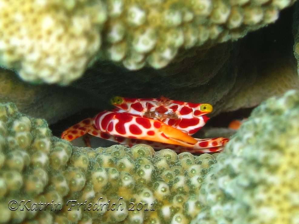 Red spotted hard coral crab