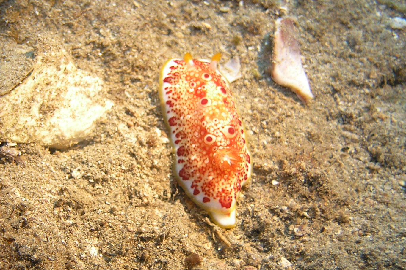 Red Spotted Nudibranch