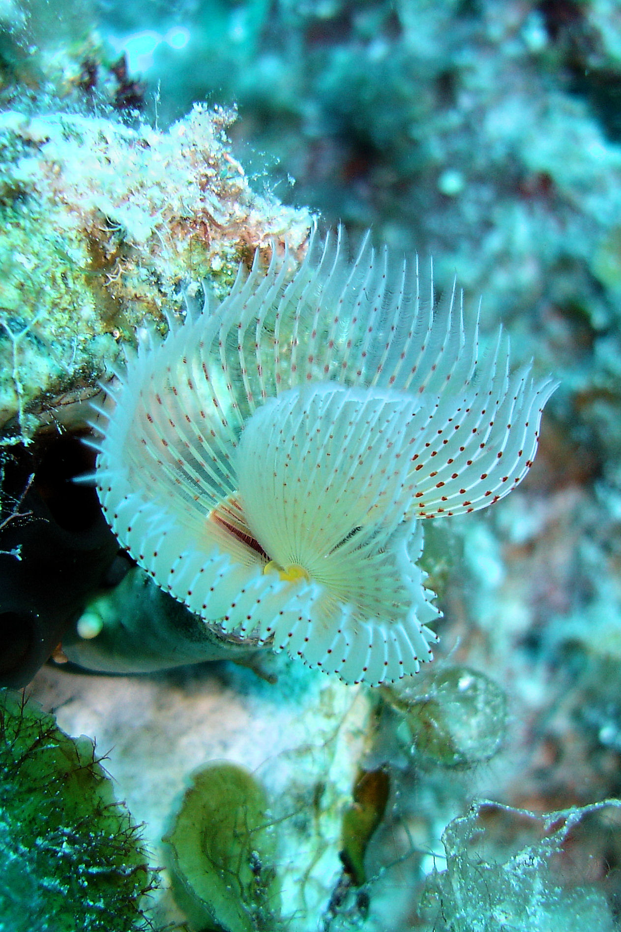 Red Spotted Worm