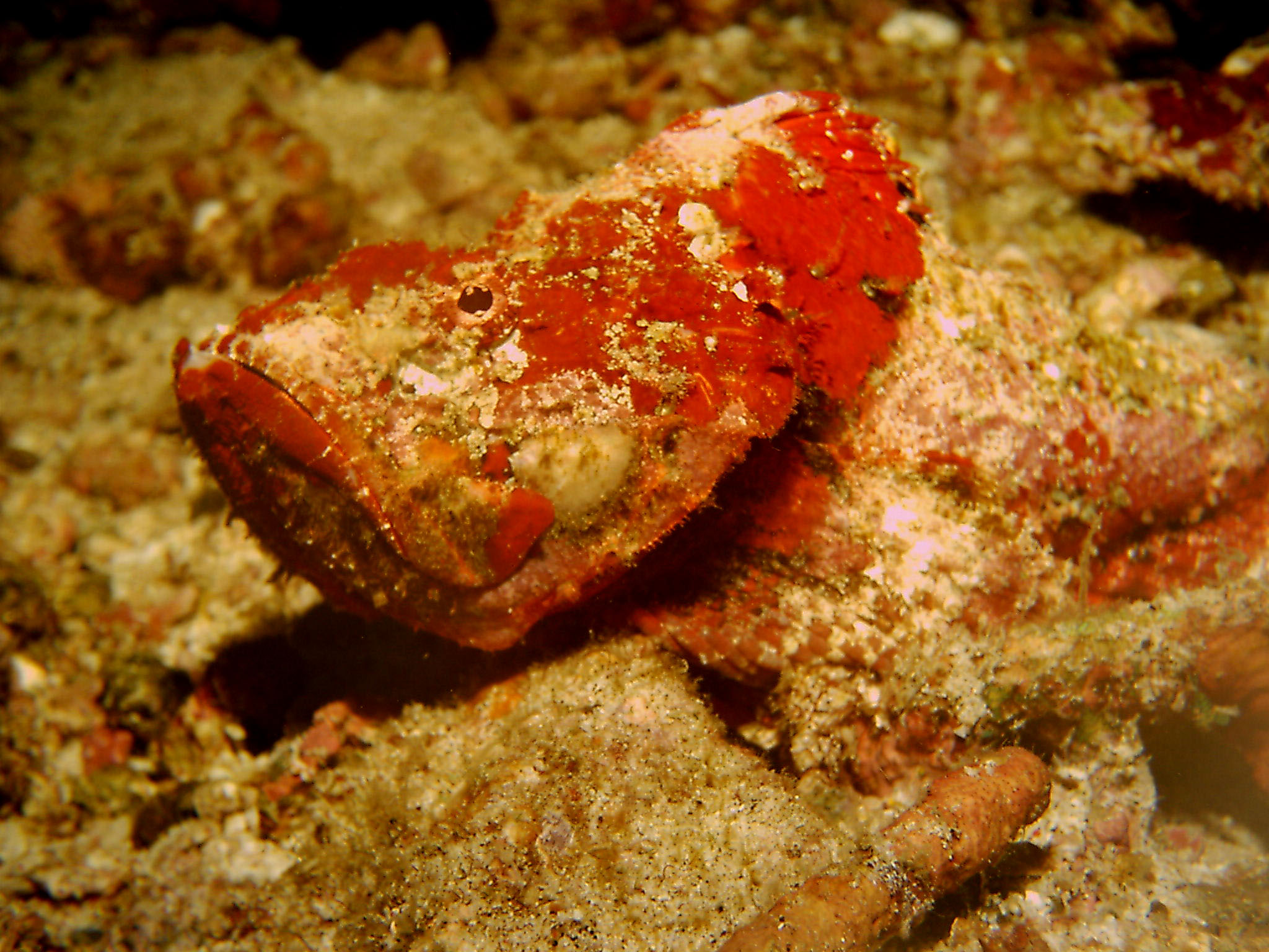 Red stone- or scorpionfish