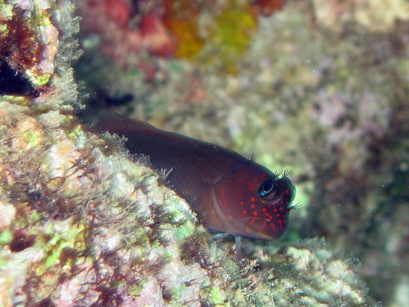 Red Streaked Goby