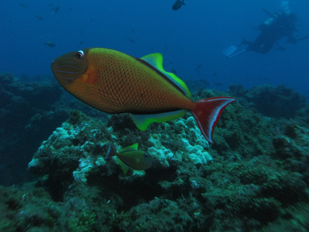 Red tail trigger fish