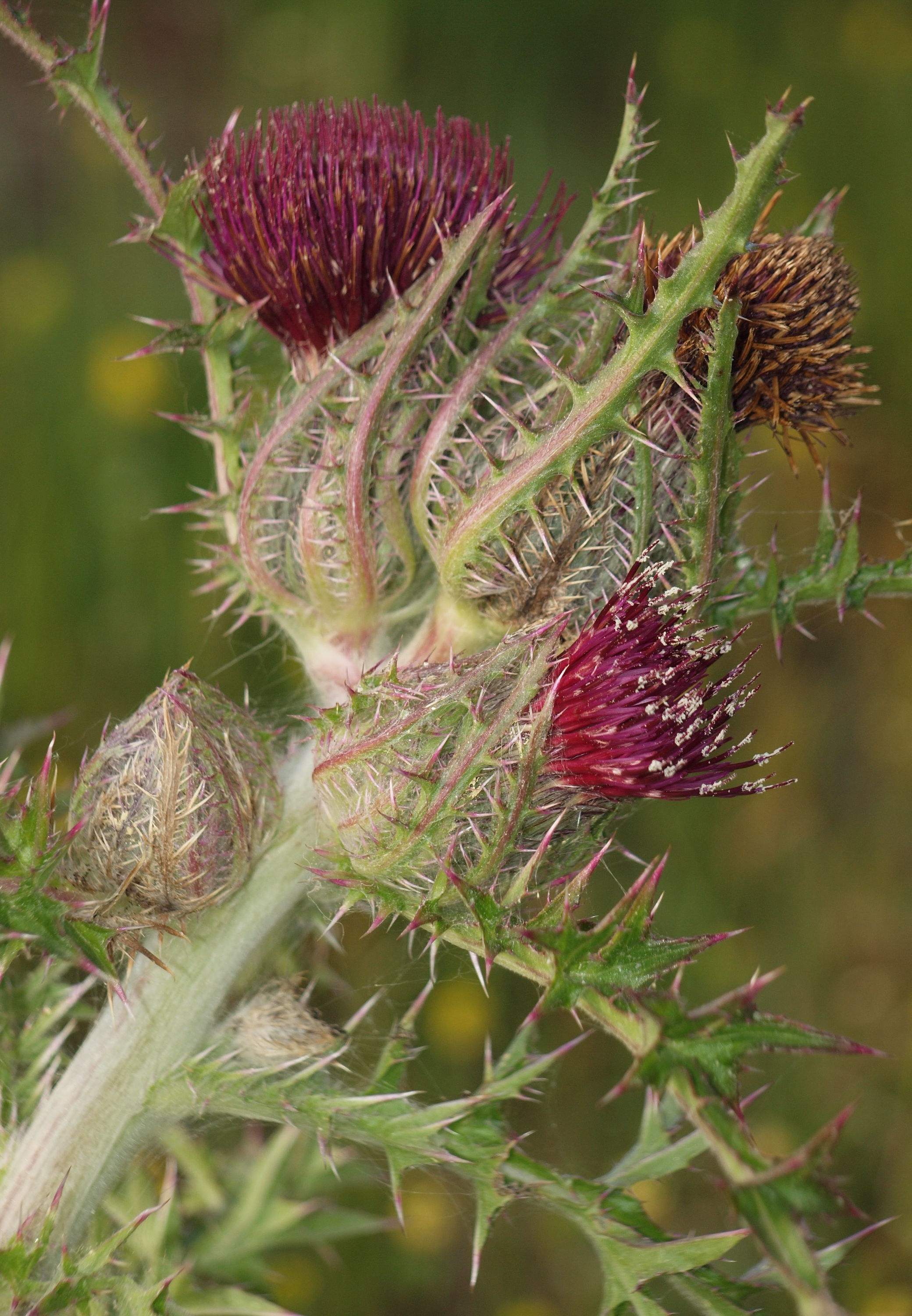 red thistle